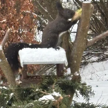 Tatil Evi Talblick, Im Luftkurort Finsterbergen
